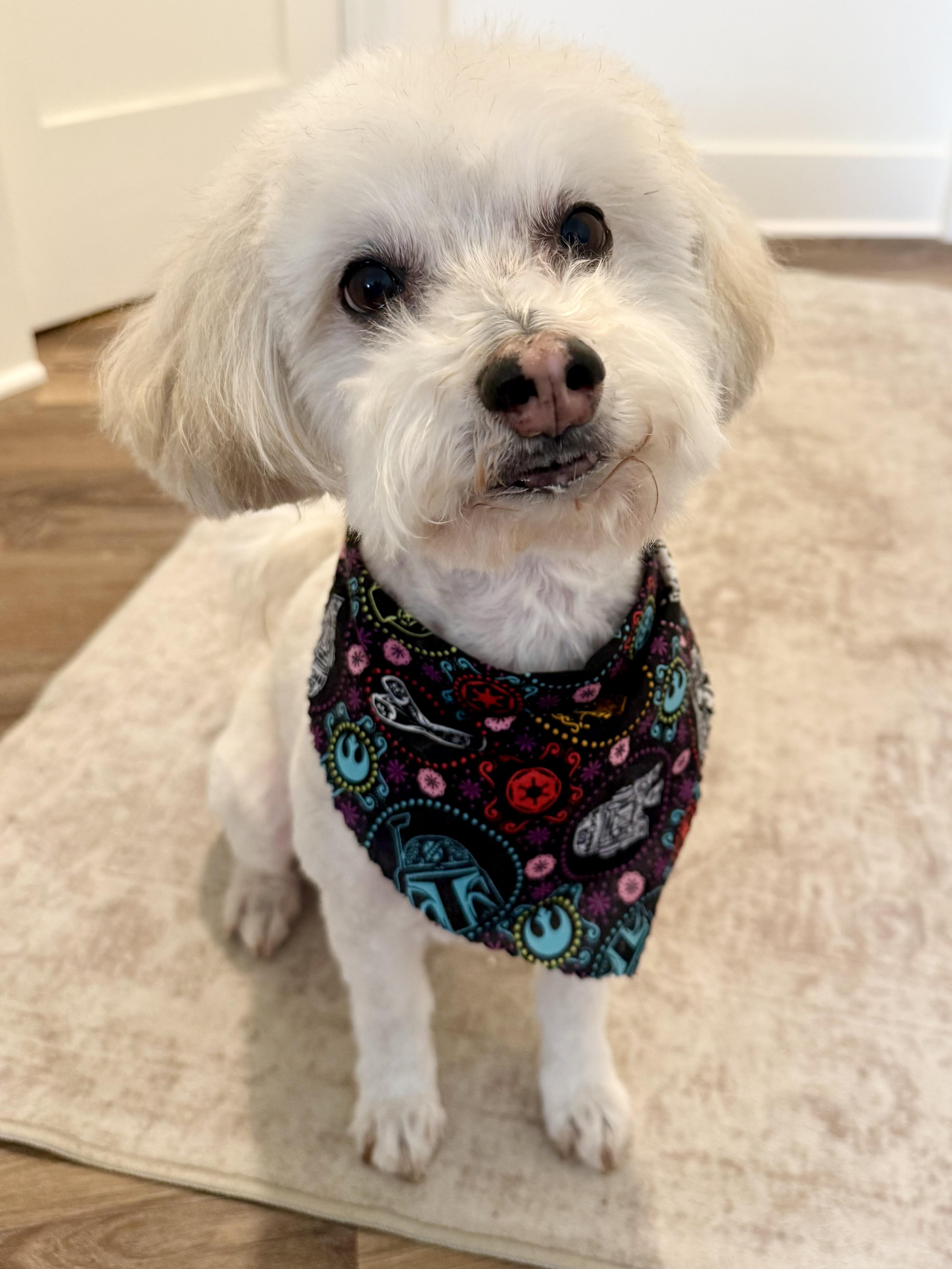 Bob, a ADOPTABLE mixed breed in Austin, TX image 2/5