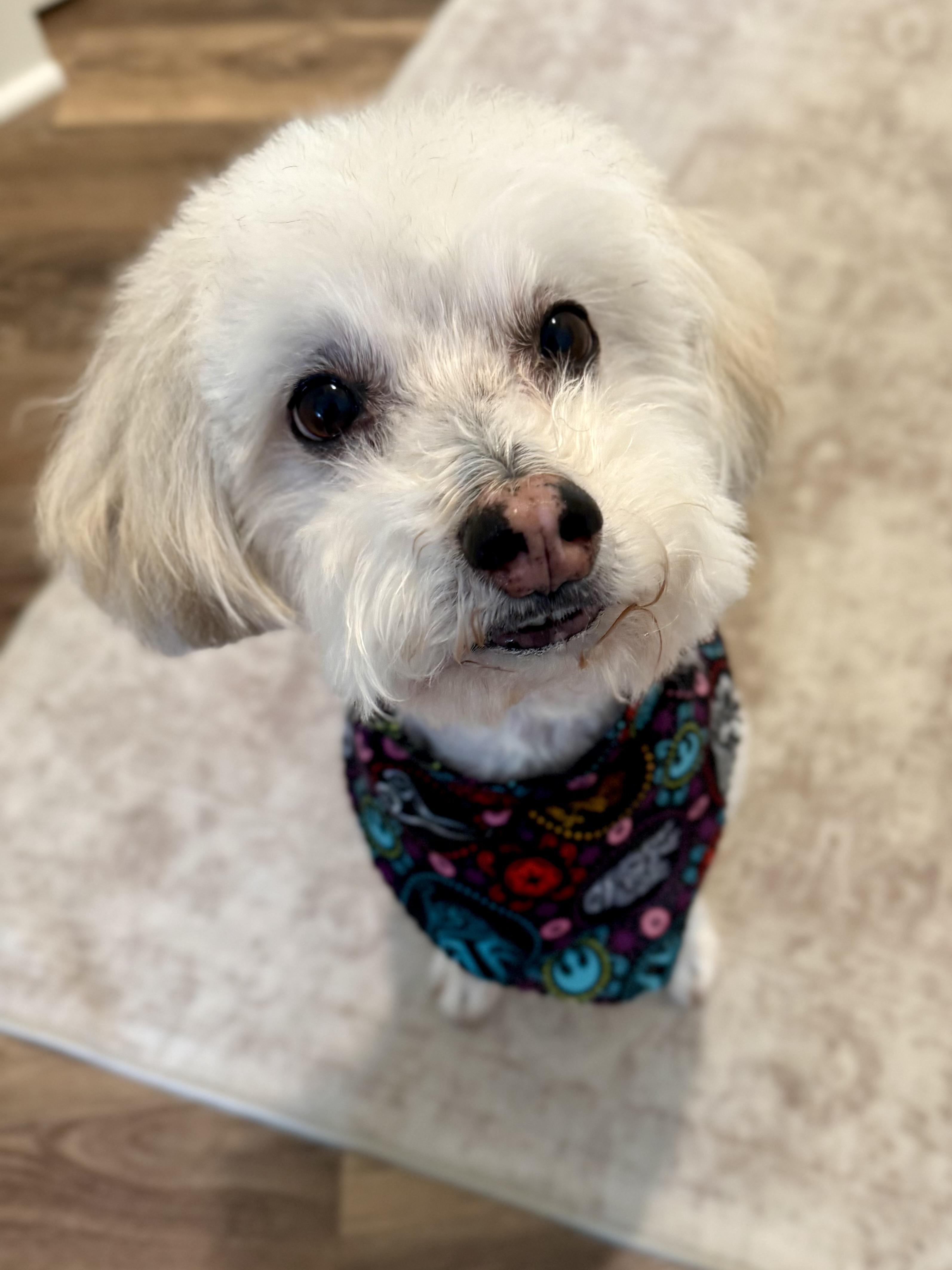 Bob, a ADOPTABLE mixed breed in Austin, TX image 3/5