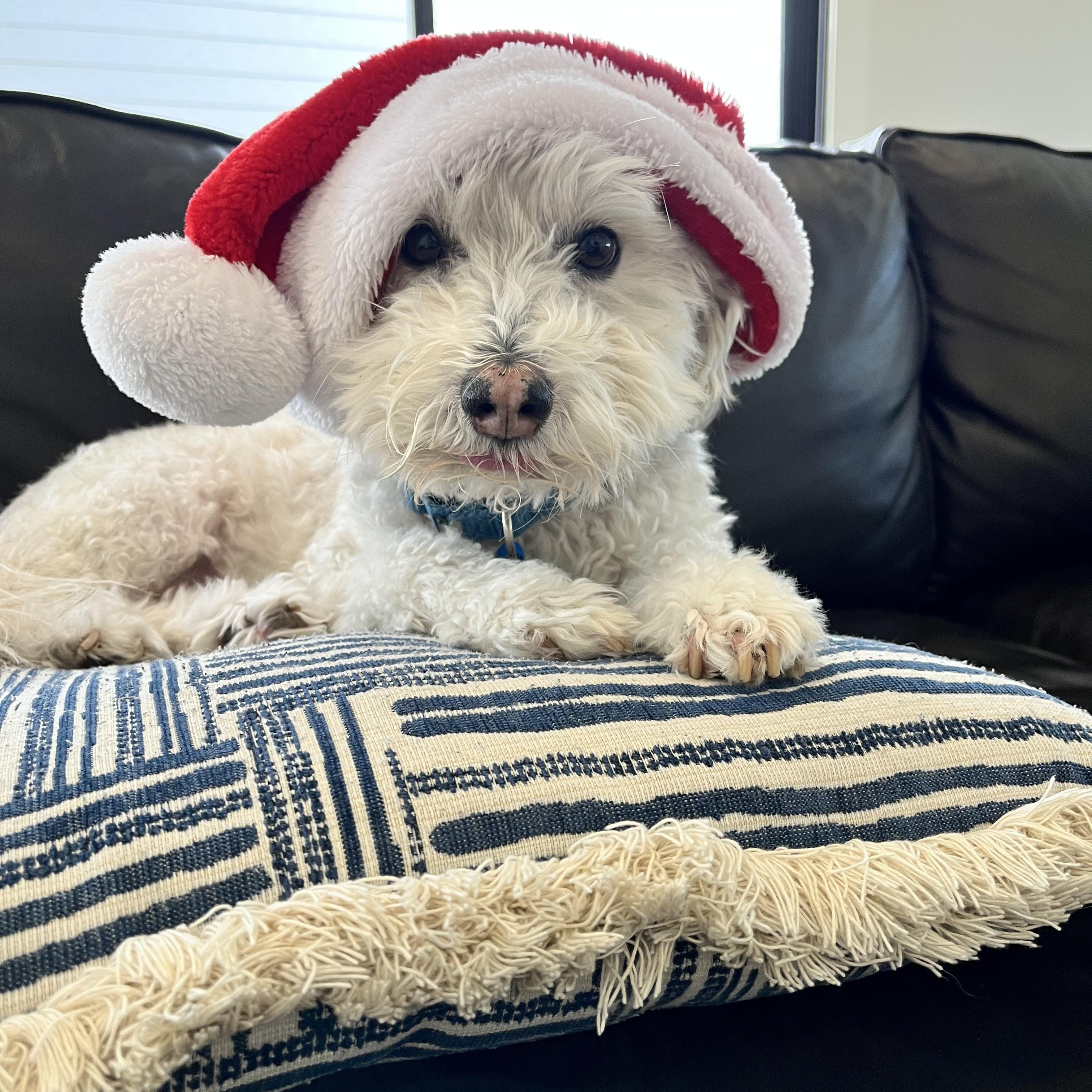 Bob, a ADOPTABLE mixed breed in Austin, TX image 5/5