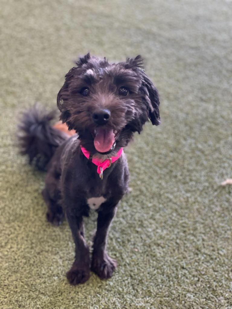 Stella — thumbnail 2