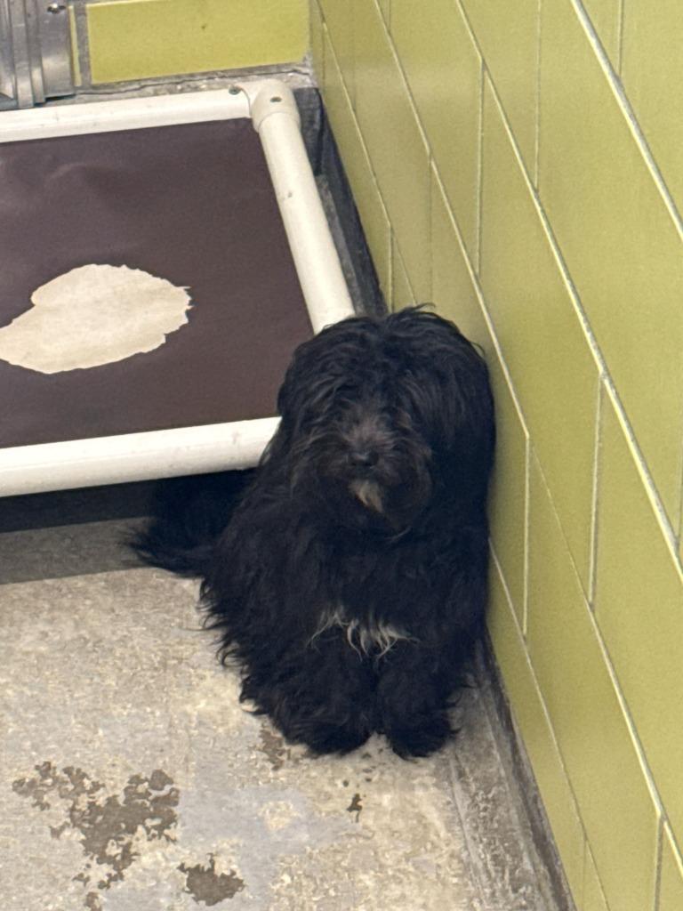 Stella — thumbnail 3