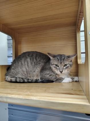 Enlarge Hurricane, a Adoptable mixed breed in Aberdeen, SD image 1/3