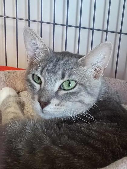 Enlarge Hurricane, a Adoptable mixed breed in Aberdeen, SD image 2/3