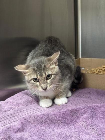 Enlarge Hurricane, a Adoptable mixed breed in Aberdeen, SD image 3/3