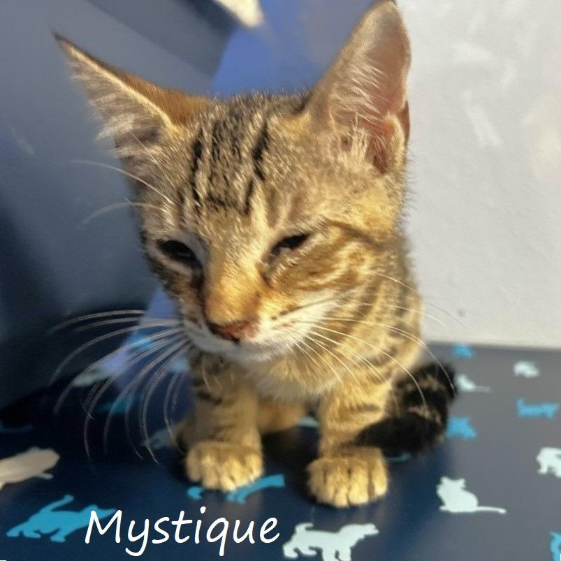 Enlarge Mystique, a Adoptable Domestic Short Hair in Yucaipa, CA image 1/1