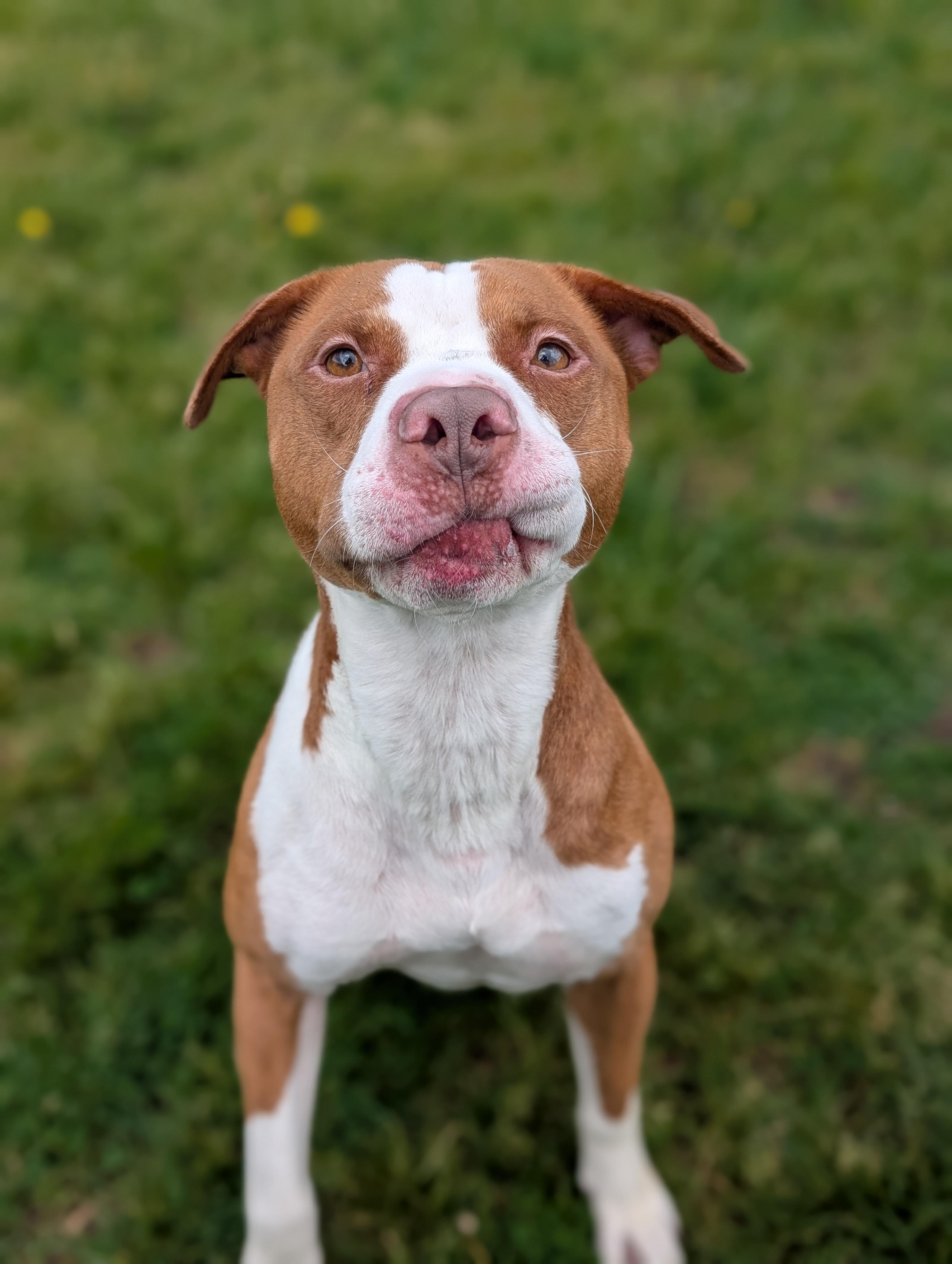 Obi, a ADOPTABLE mixed breed in Cedar Rapids, IA image 3/3