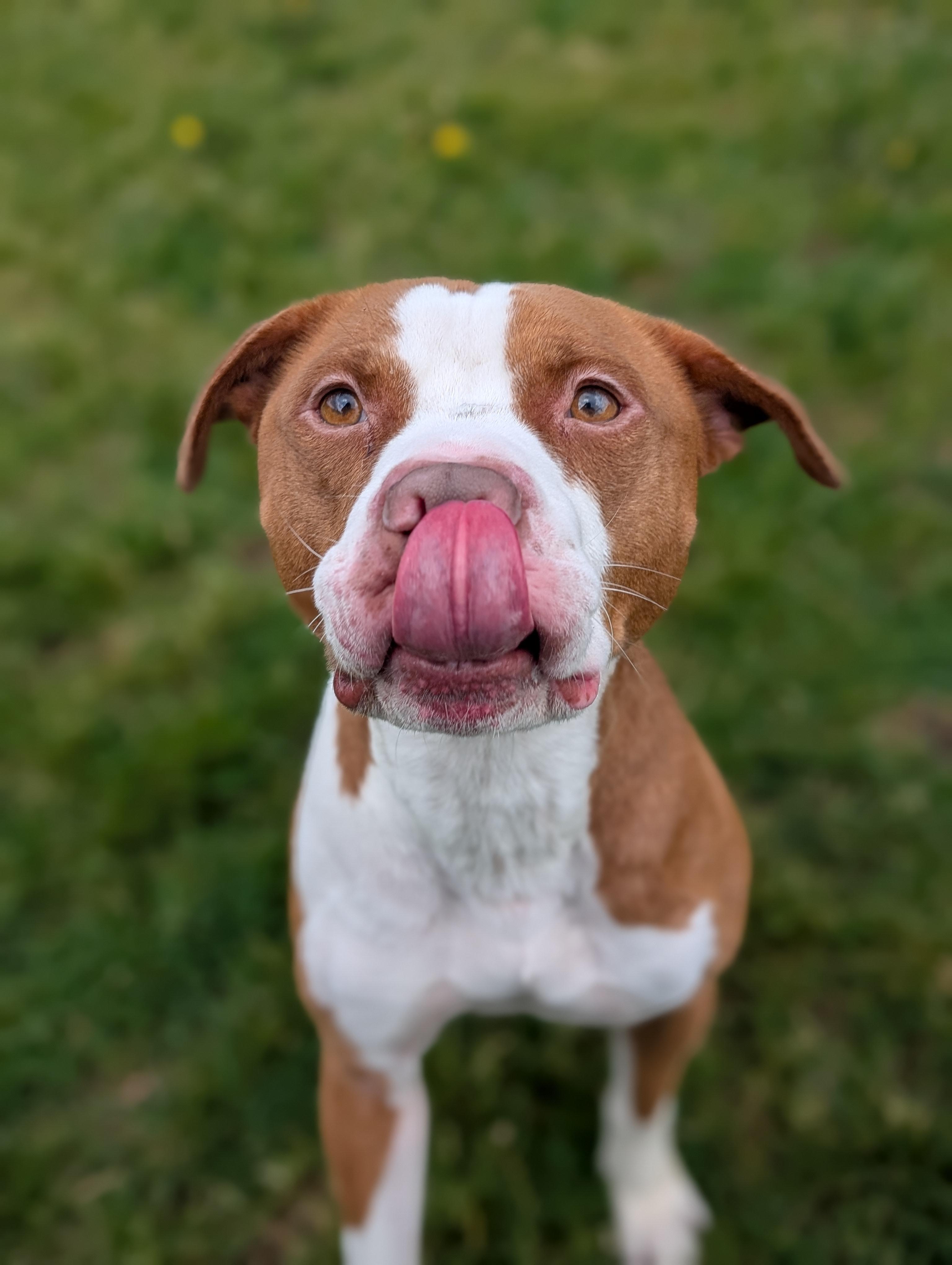 Obi, a ADOPTABLE mixed breed in Cedar Rapids, IA image 2/3