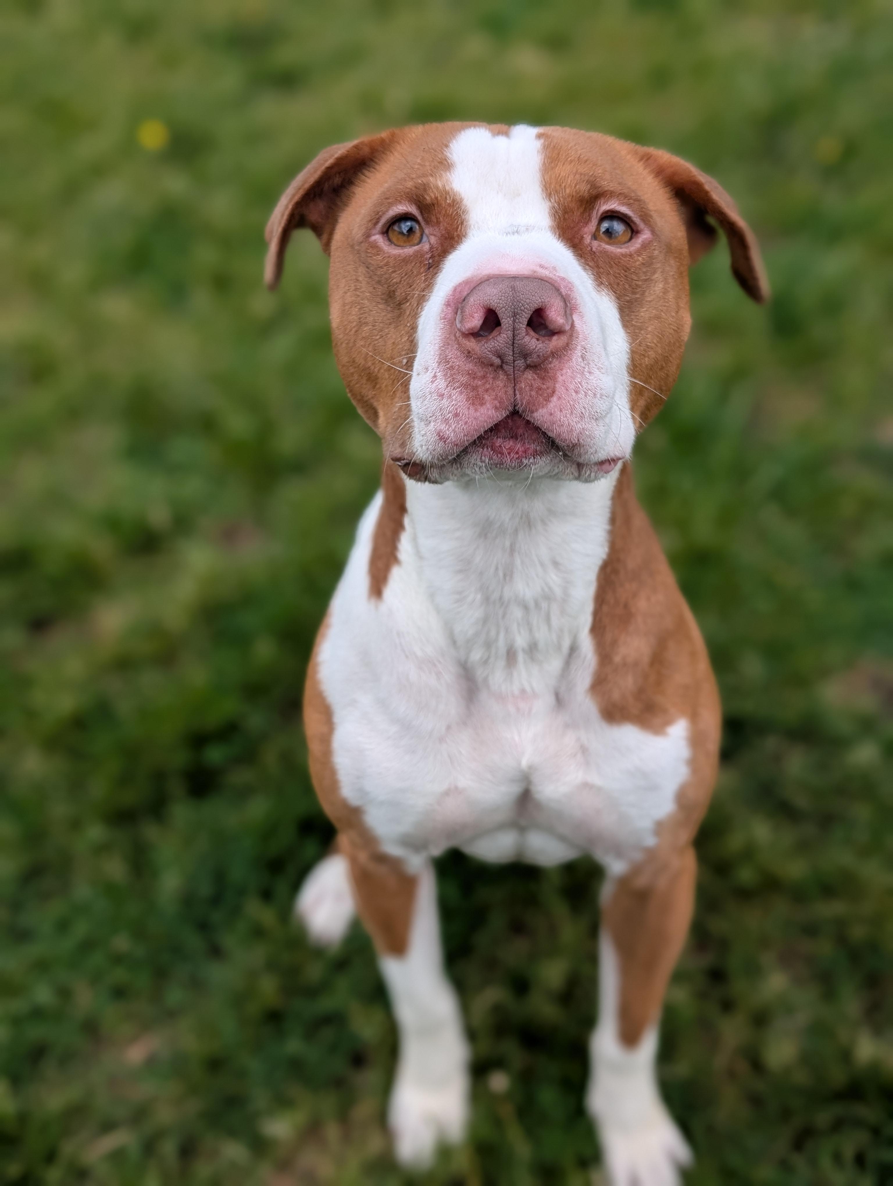 Obi, ADOPTABLE, Adult Male Pit Bull Terrier.
