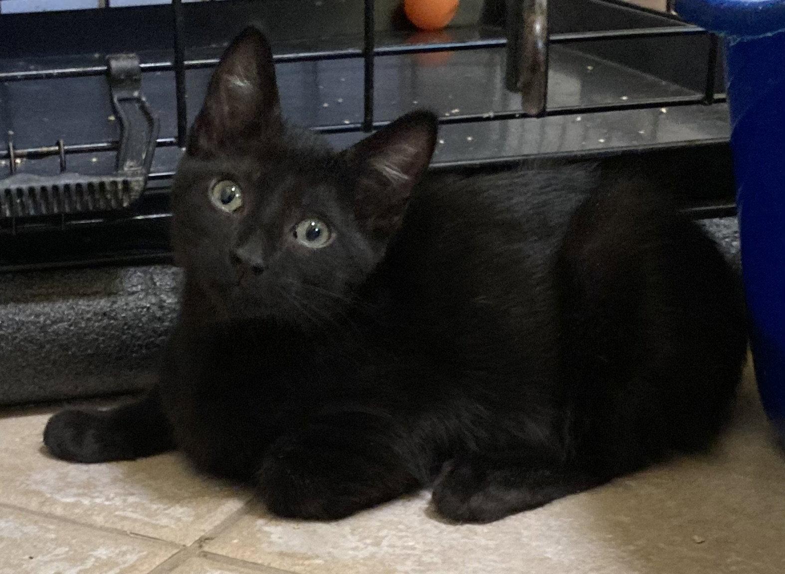 Iris, Adoptable, Kitten Female Domestic Short Hair.