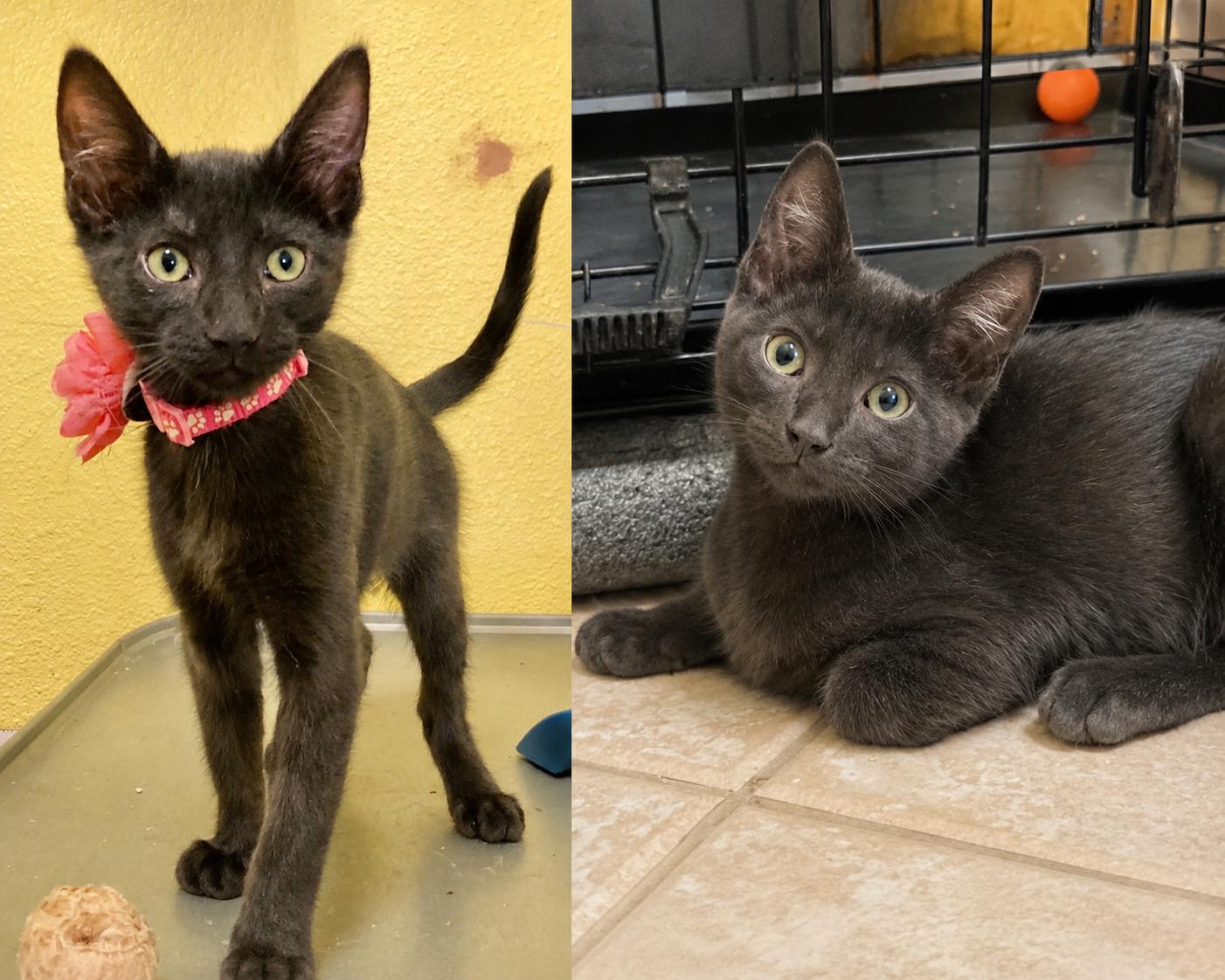 Iris, a Adoptable Domestic Short Hair in Antioch, CA image 3/3