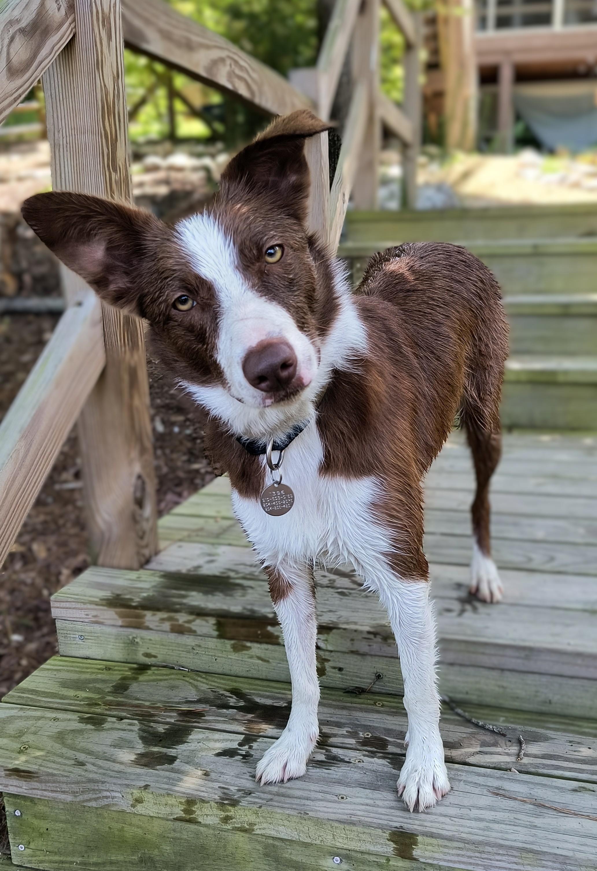 COCO - COURTESY LISTING, a ADOPTABLE Border Collie in Chocowinity , NC image 4/5