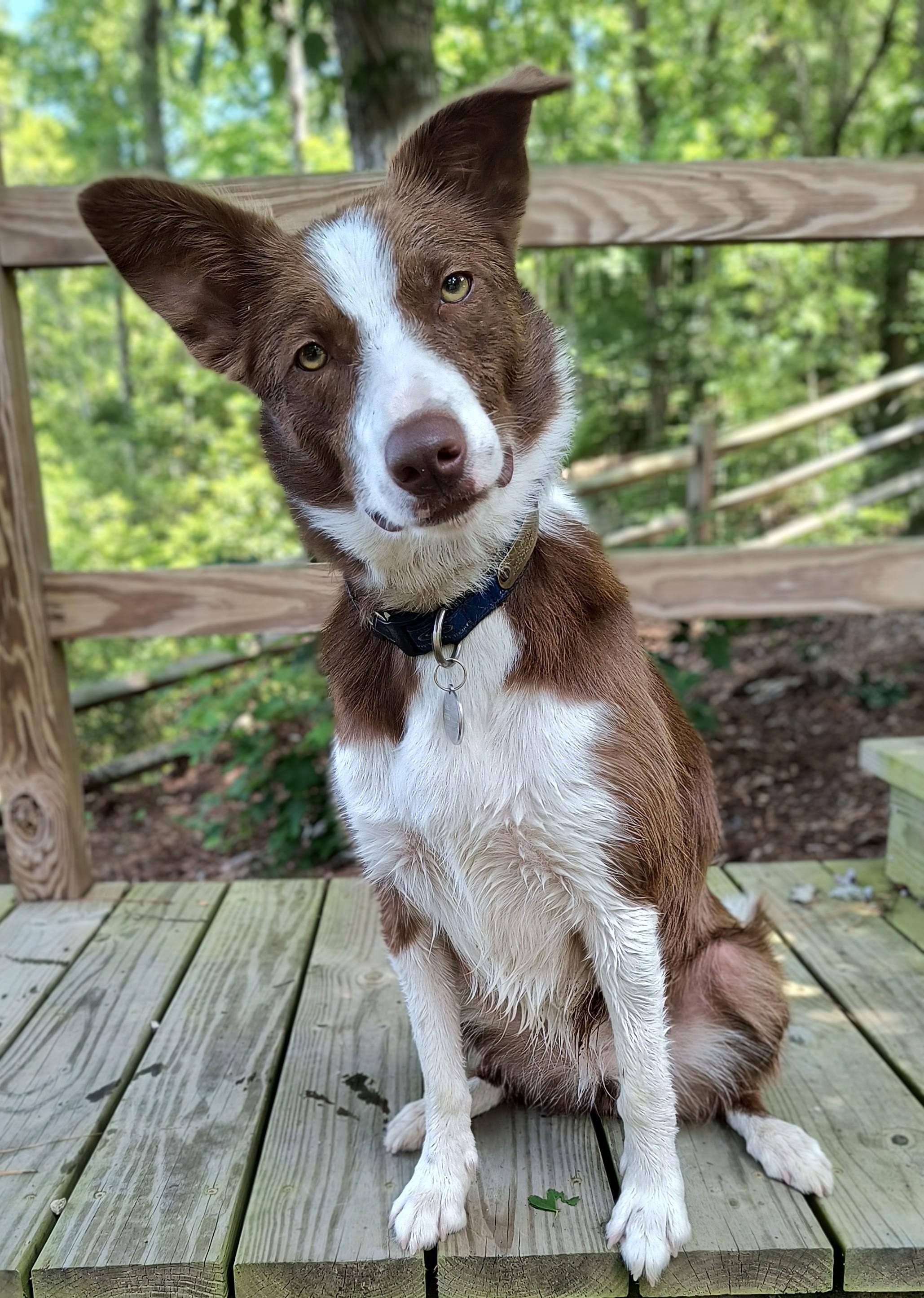 COCO - COURTESY LISTING, a ADOPTABLE Border Collie in Chocowinity , NC image 3/5