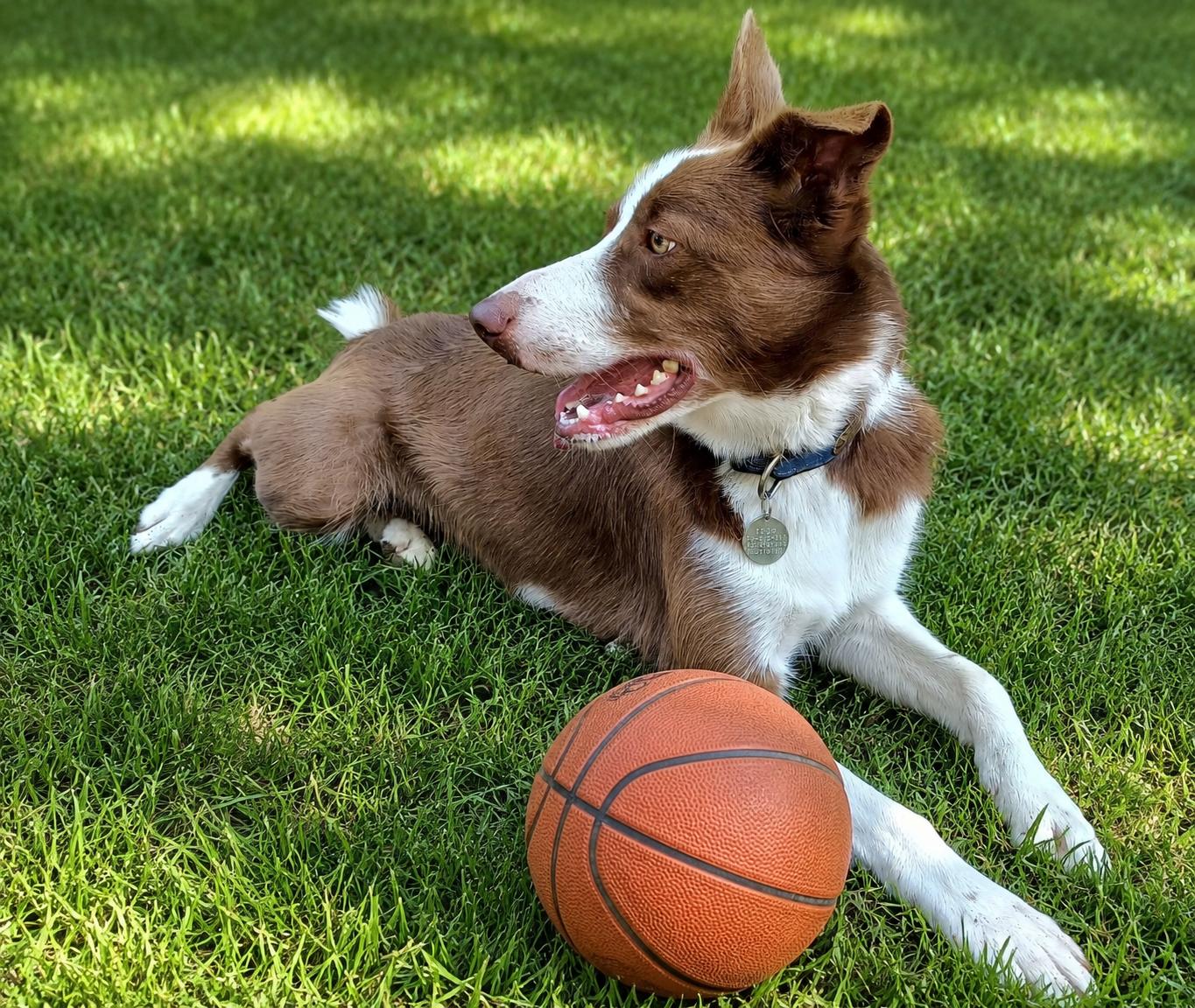 COCO - COURTESY LISTING, a ADOPTABLE Border Collie in Chocowinity , NC image 2/5