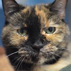 Zora @ Petsmart, ADOPTABLE, Adult Female Domestic Short Hair & Tortoiseshell.