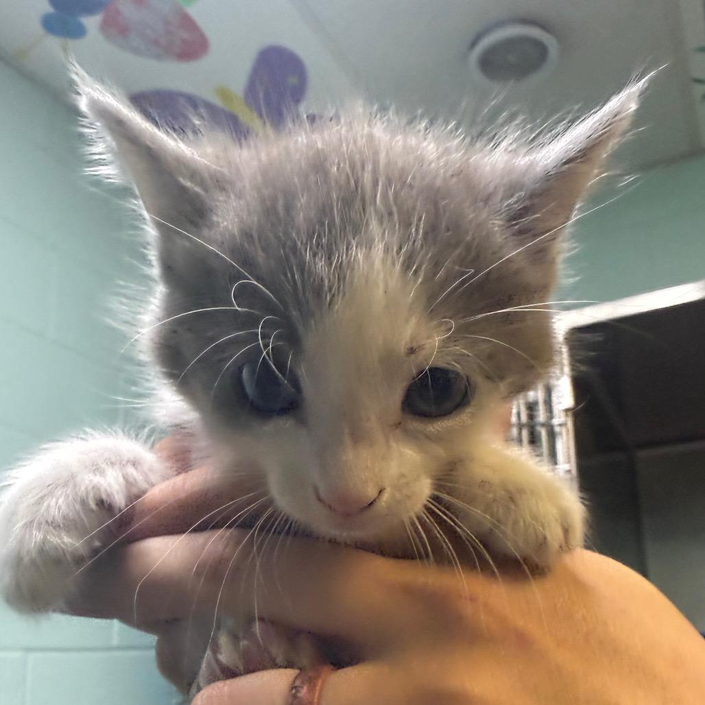 Casper, Adoptable, Young Male American Shorthair.