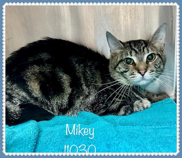 MIKEY