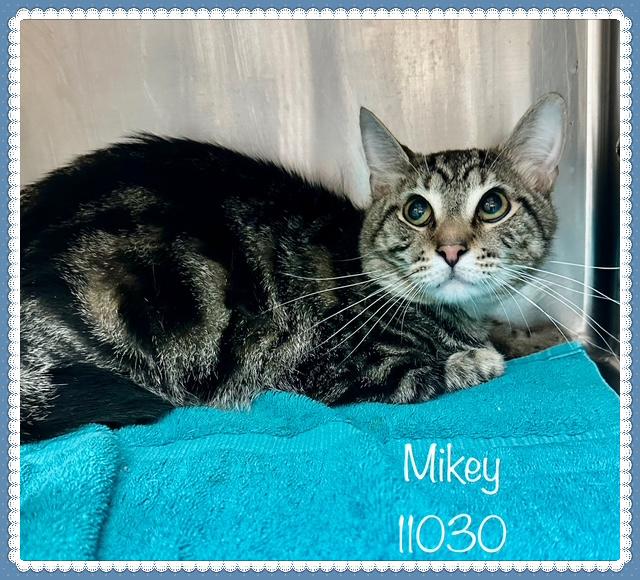 MIKEY