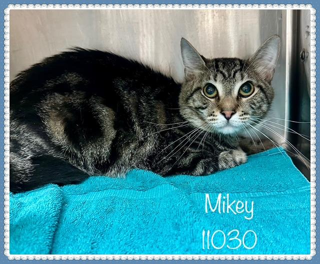 MIKEY
