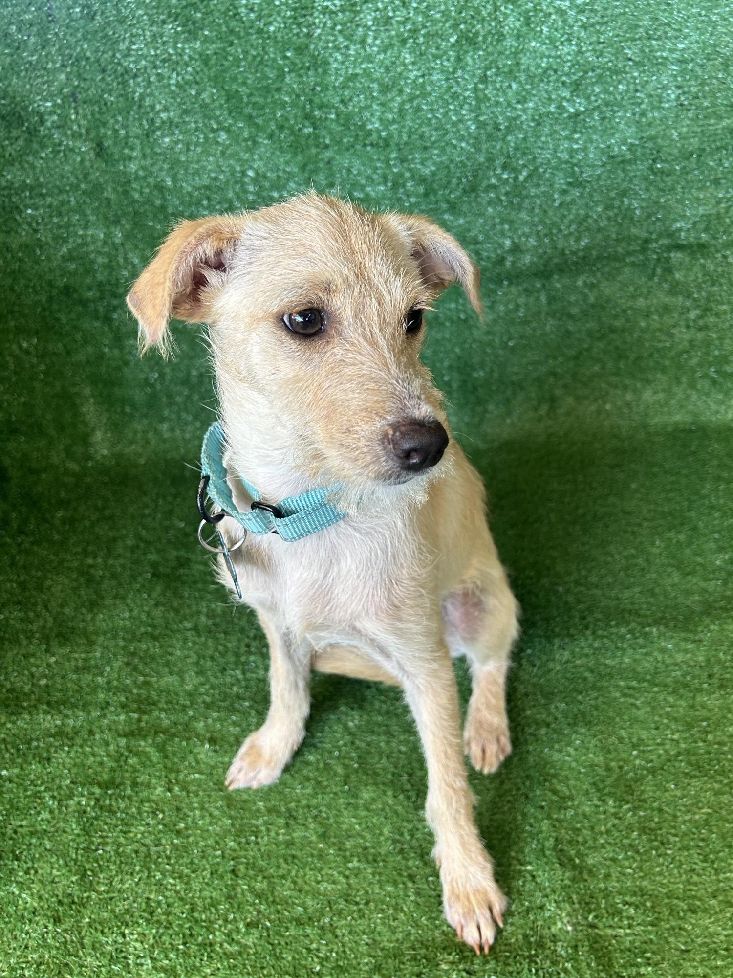 Enlarge Jessie, a Adopted mixed breed in San Ysidro, CA image 2/4