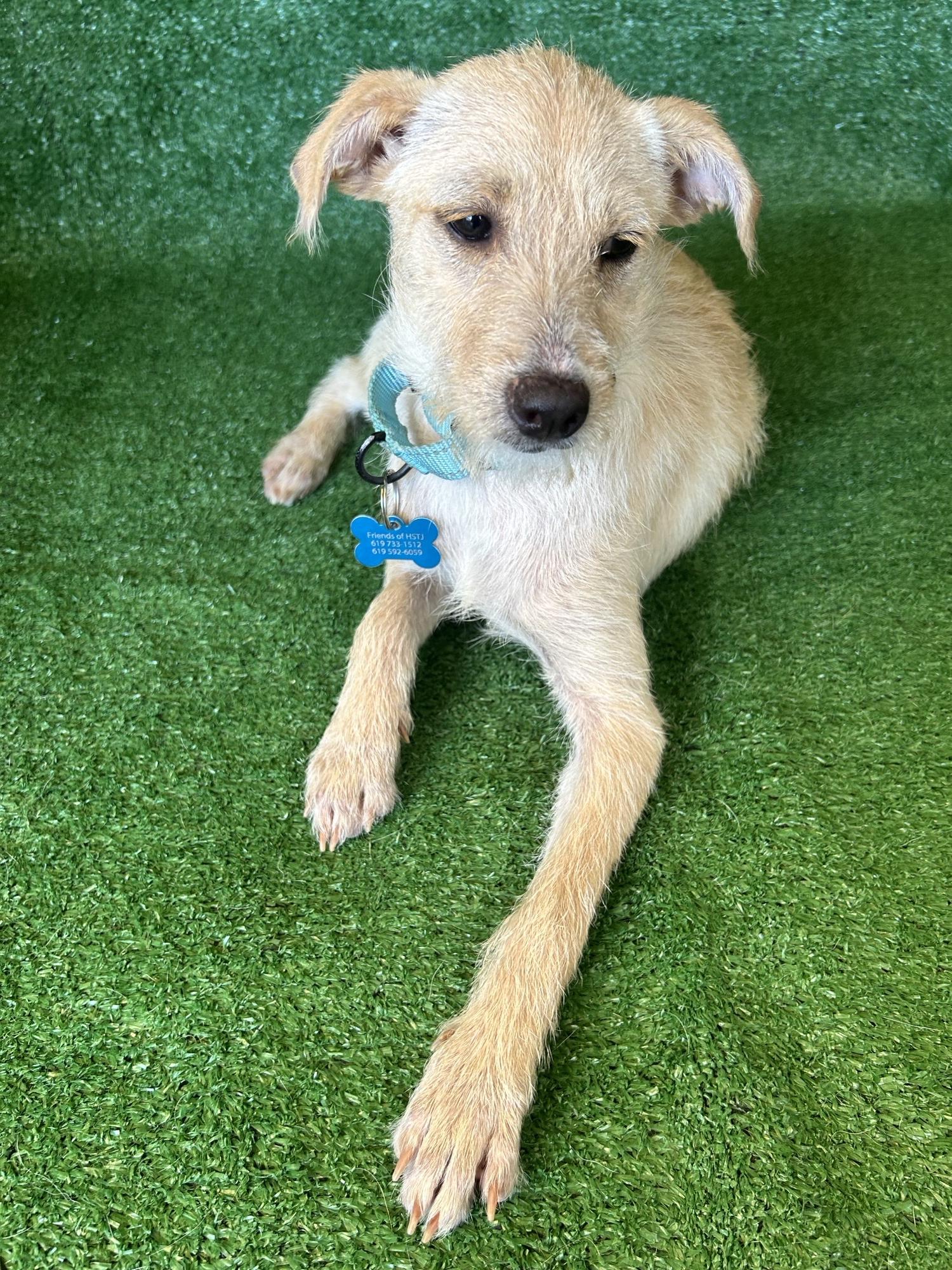 Jessie, Adopted, Young Female Terrier & Chihuahua.