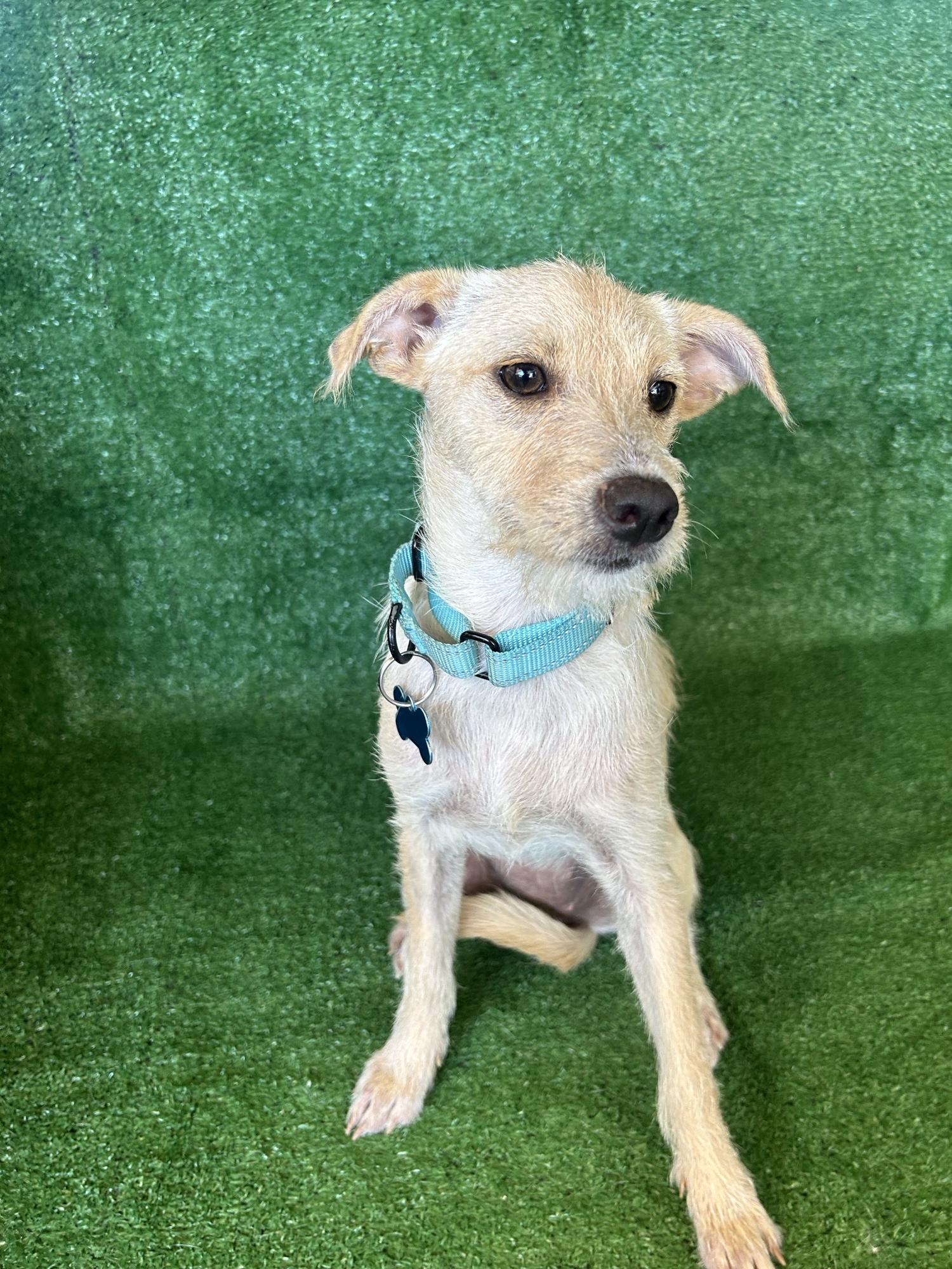 Enlarge Jessie, a Adopted mixed breed in San Ysidro, CA image 3/4