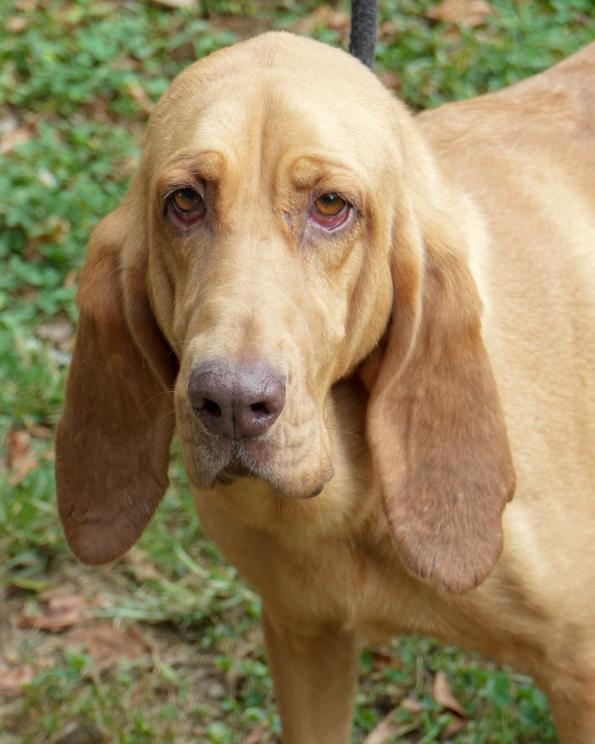 Enlarge Lucy is a LOVER LOVER LOVER! VIDEO of this BONDED (to Brooks) bloodhound - HOUSETRAINED - LOVES KIDS, a Adoptable Bloodhound in Bedford Hills, NY image 6/6