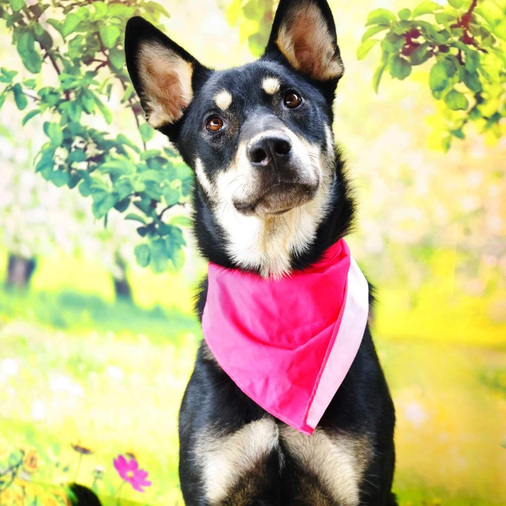 Dog for adoption Luna, a Husky & Shepherd Mix in Pittsburgh , PA