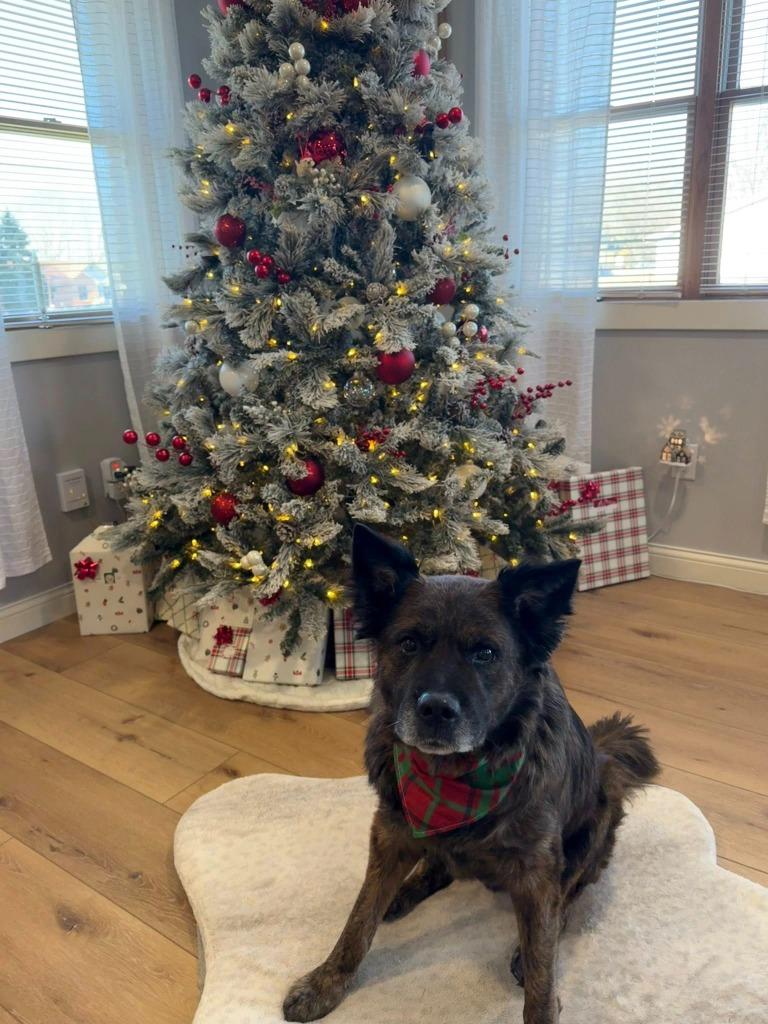 Honey, Adoptable, Senior Male Chow Chow & Shepherd.