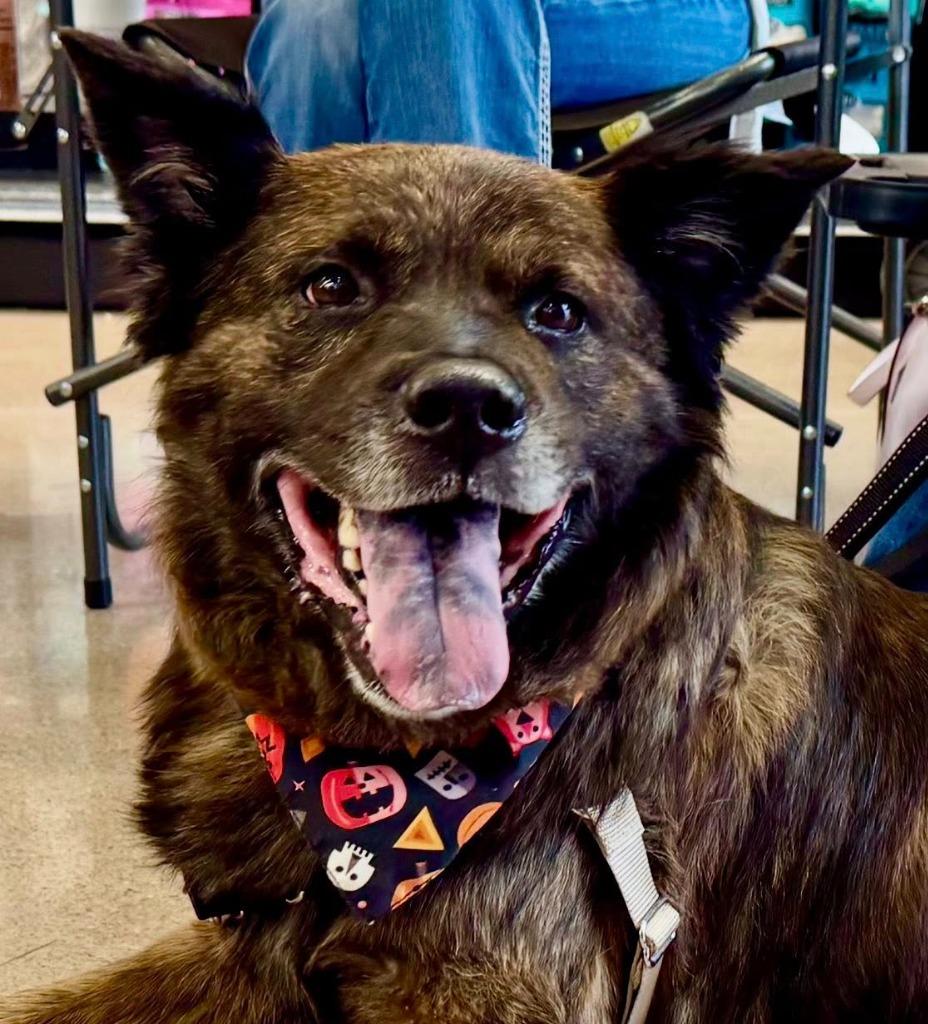 Honey, a Adoptable mixed breed in Kettering, OH image 1/4