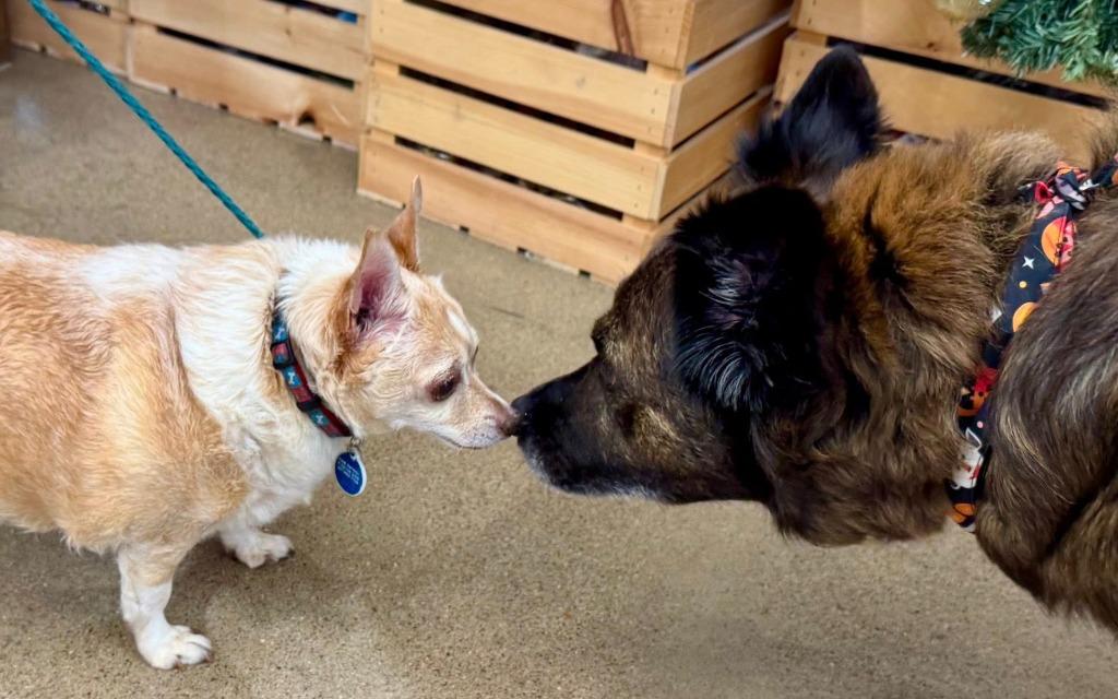 Honey, Adoptable, Adult Male Chow Chow & Shepherd.