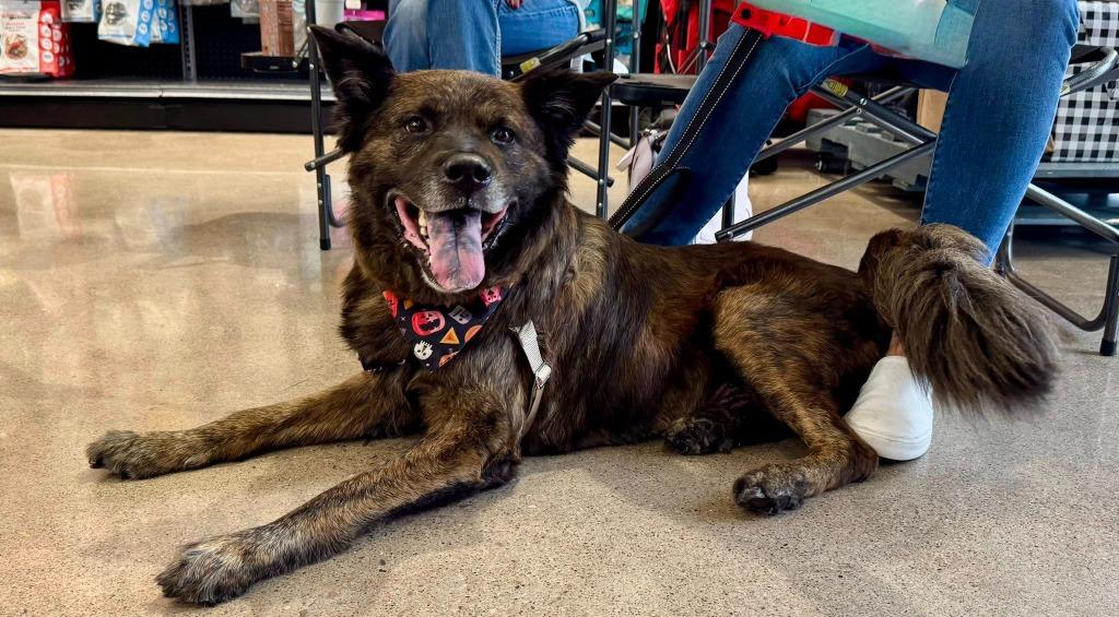 Enlarge Honey, a Adoptable mixed breed in Kettering, OH image 3/5