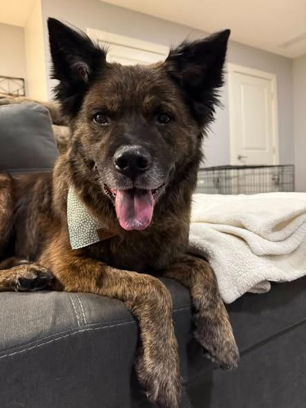 Honey, a Adoptable mixed breed in Kettering, OH image 2/4