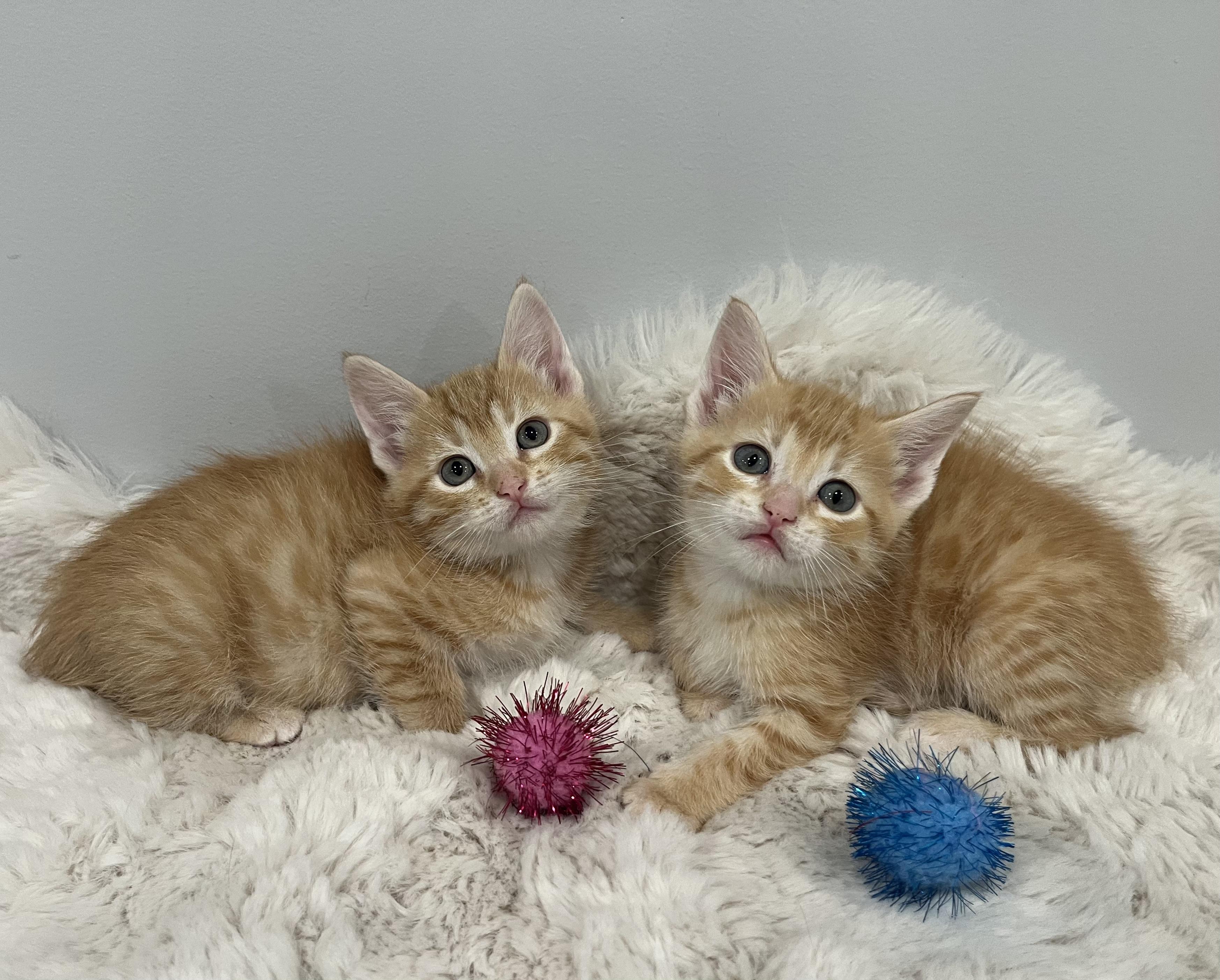 Enlarge Valencia, a ADOPTABLE Domestic Short Hair in Chicago, IL image 4/6