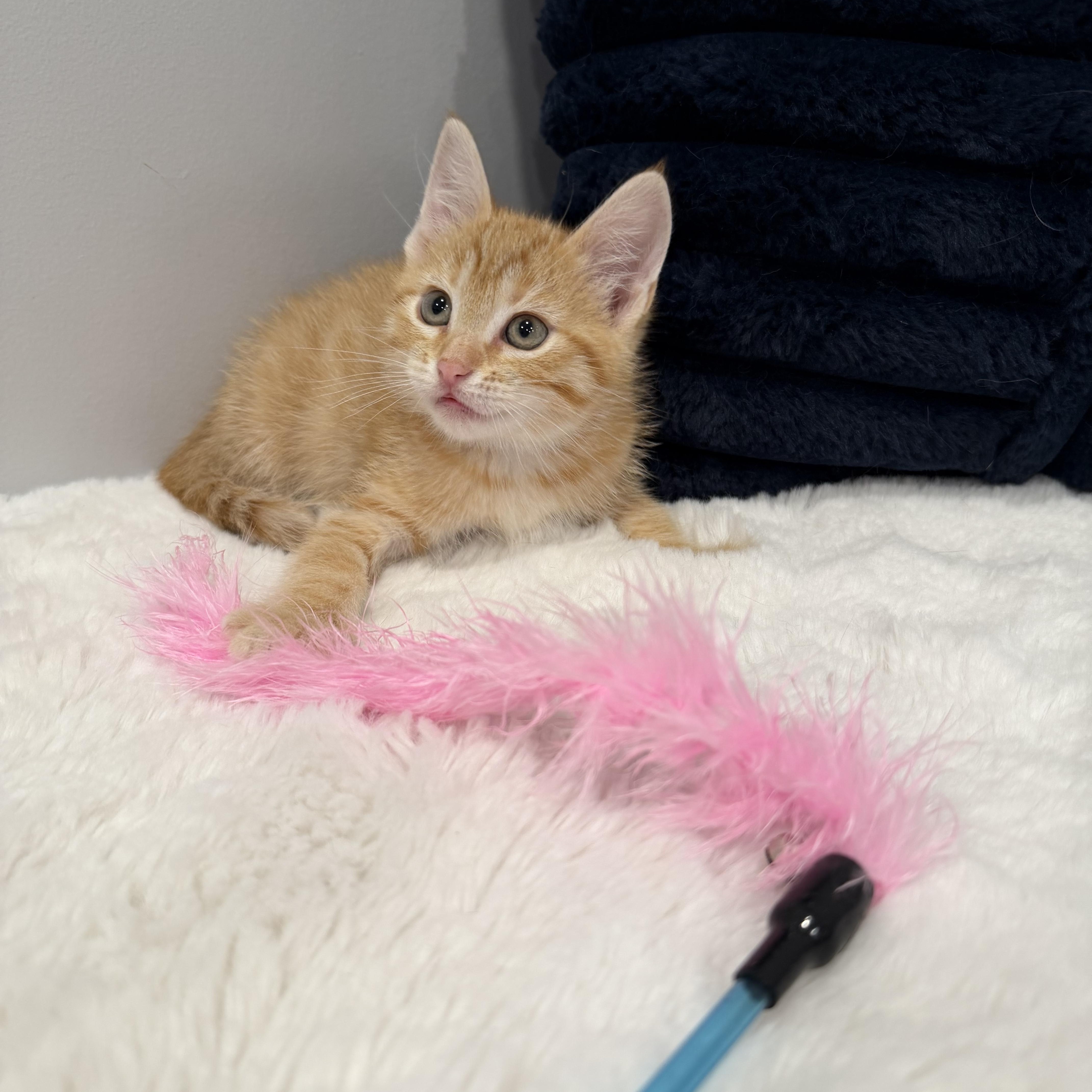 Enlarge Valencia, a ADOPTABLE Domestic Short Hair in Chicago, IL image 5/6
