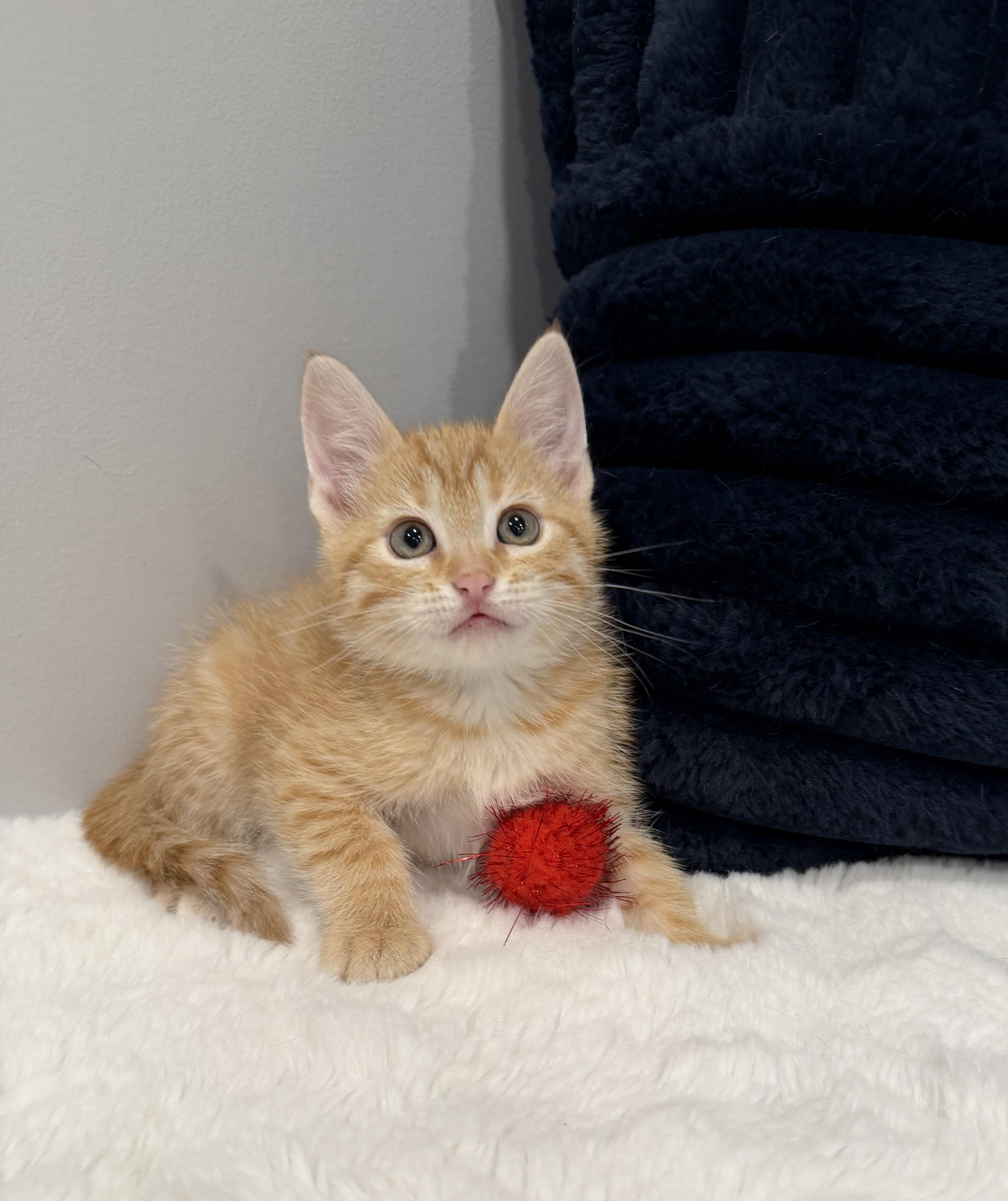 Enlarge Valencia, a ADOPTABLE Domestic Short Hair in Chicago, IL image 3/6