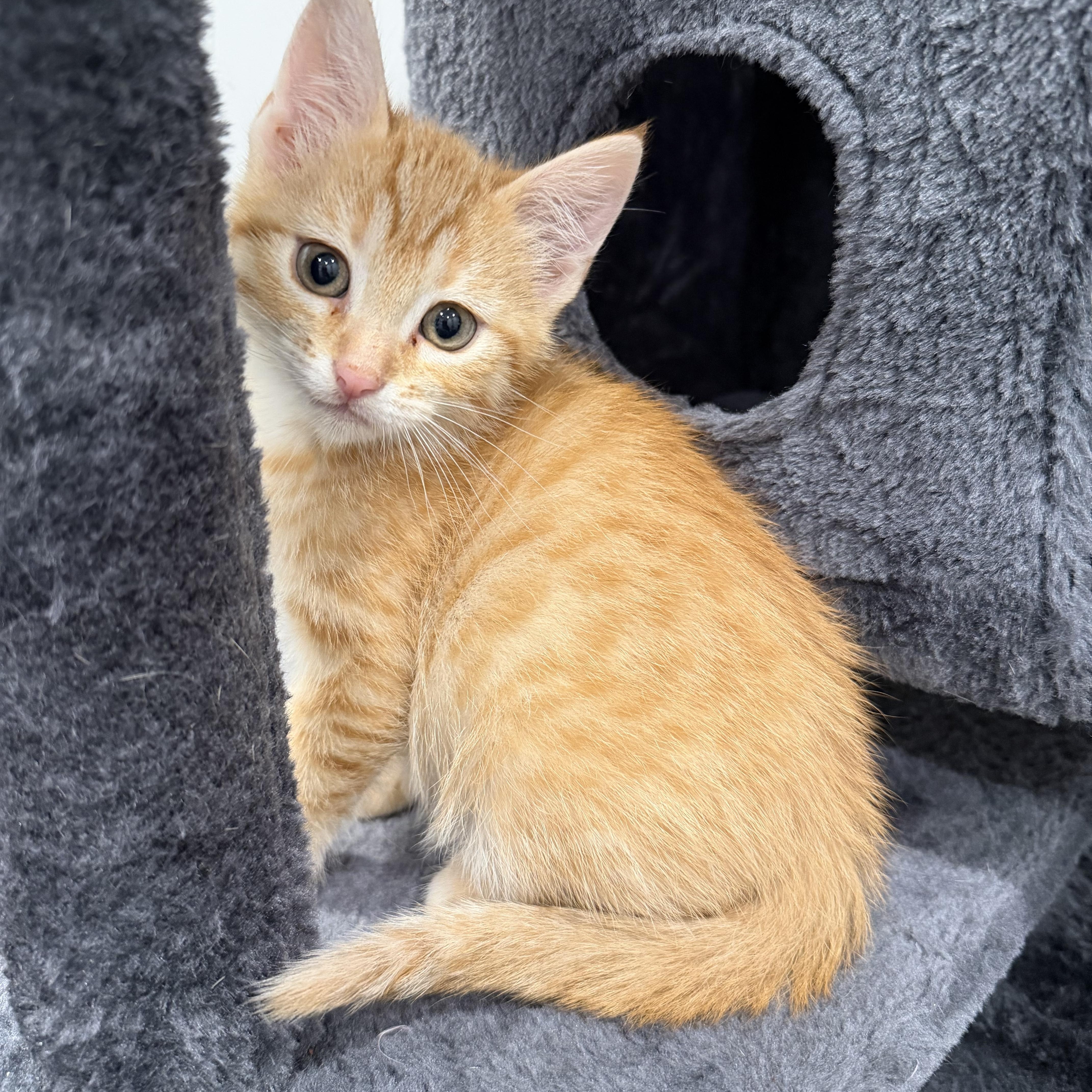 Enlarge Valencia, a ADOPTABLE Domestic Short Hair in Chicago, IL image 2/6