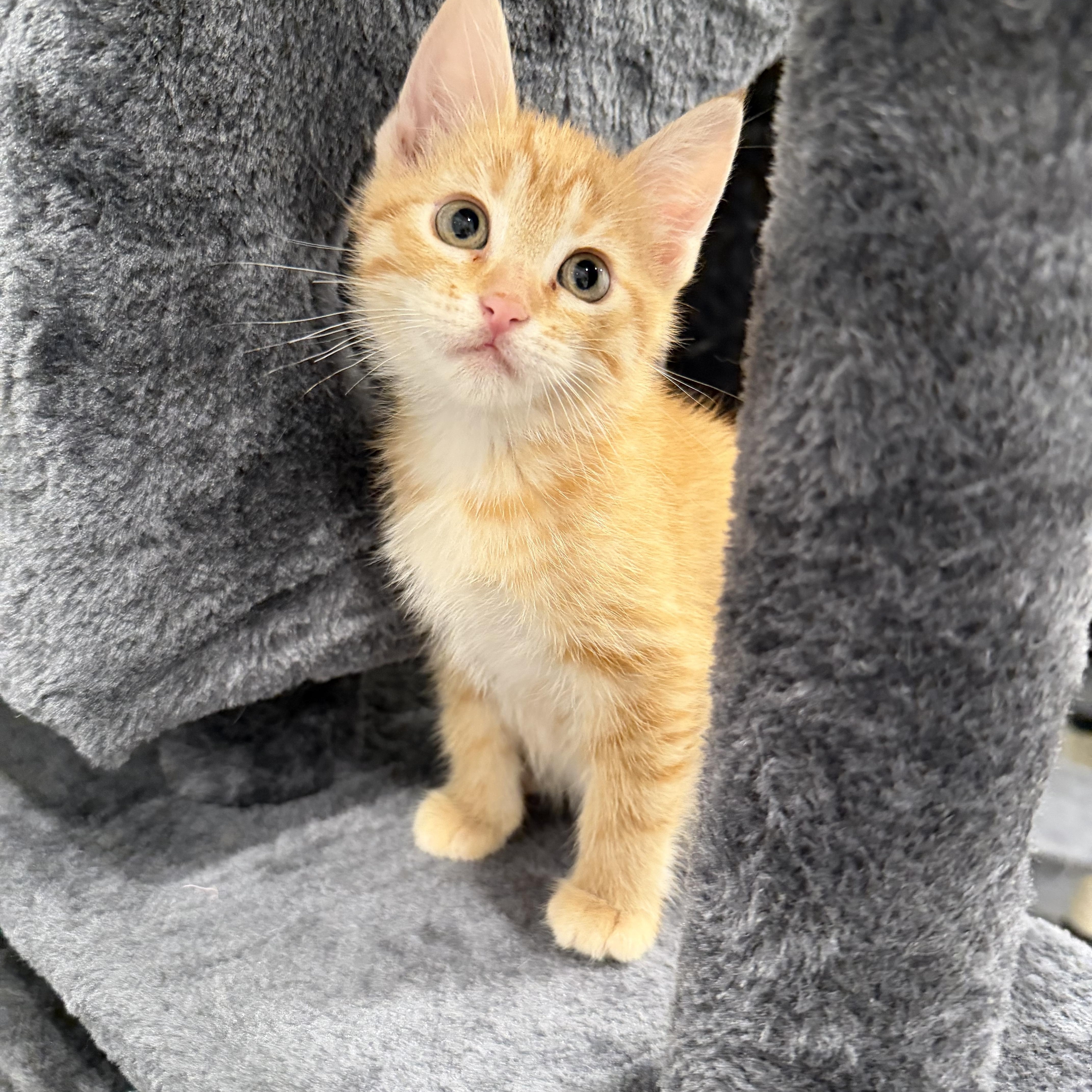 Valencia, ADOPTABLE, Kitten Female Domestic Short Hair.