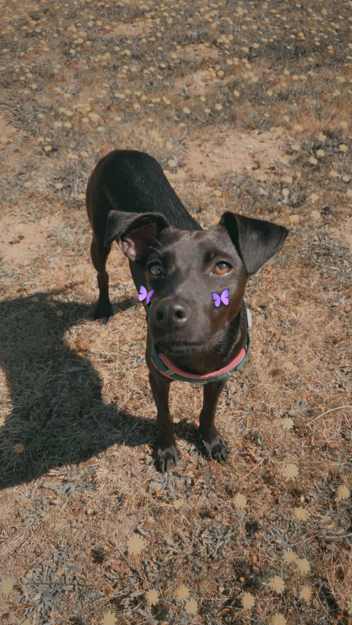Lola thumbnail 3