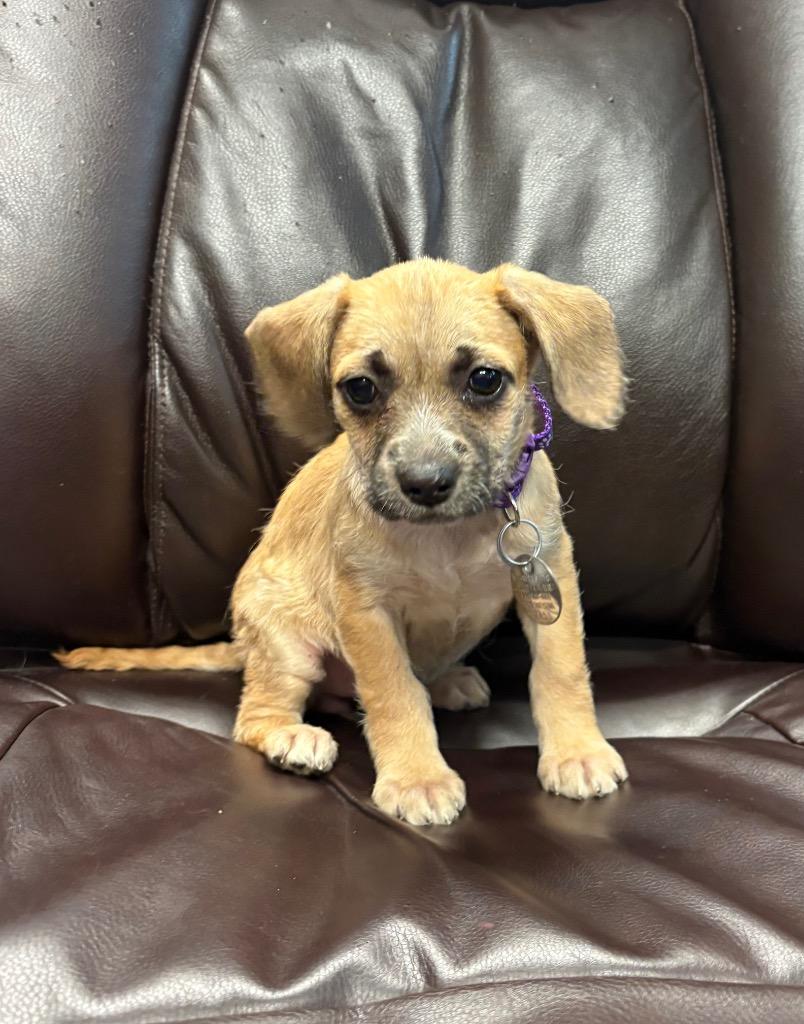 Penn, Adoptable, Puppy Female Pit Bull Terrier & Poodle.