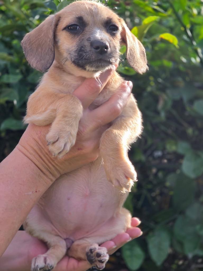 Enlarge Penn, a Adoptable mixed breed in Reno, NV image 2/6