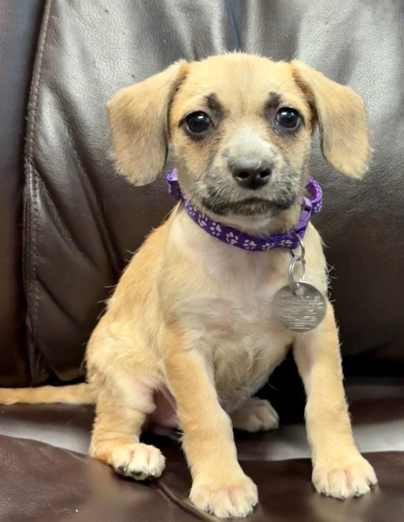 Enlarge Penn, a Adoptable mixed breed in Reno, NV image 3/6