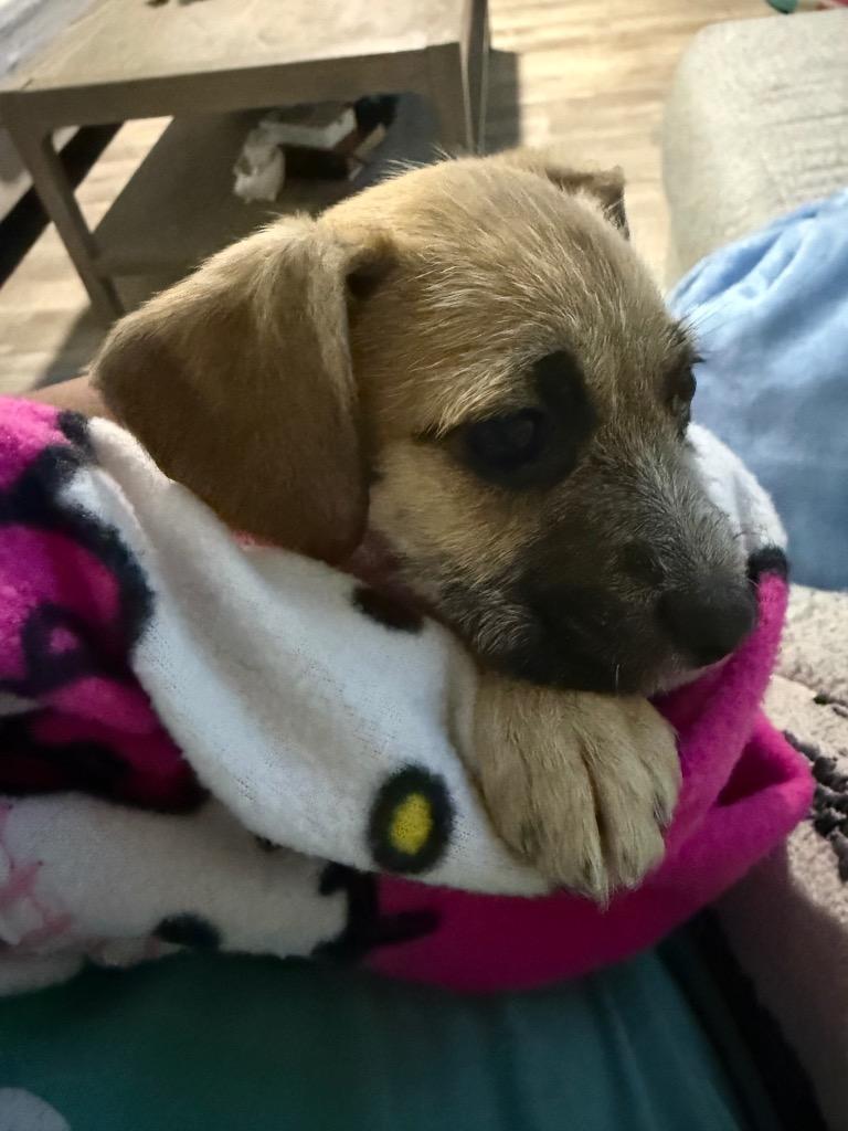 Enlarge Penn, a Adoptable mixed breed in Reno, NV image 4/6