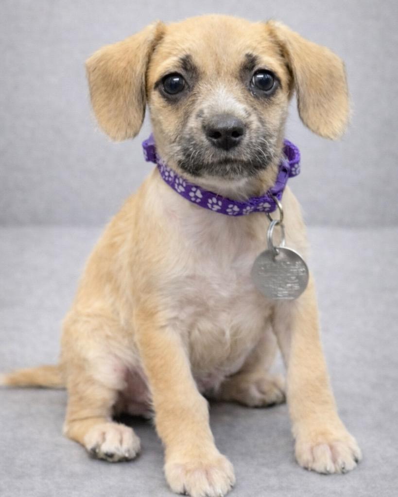 Enlarge Penn, a Adoptable mixed breed in Reno, NV image 5/6