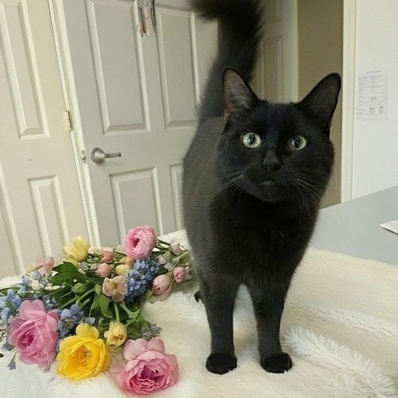 Enlarge Ruby, an adopted Domestic Long Hair in Knoxville, TN image 3/6