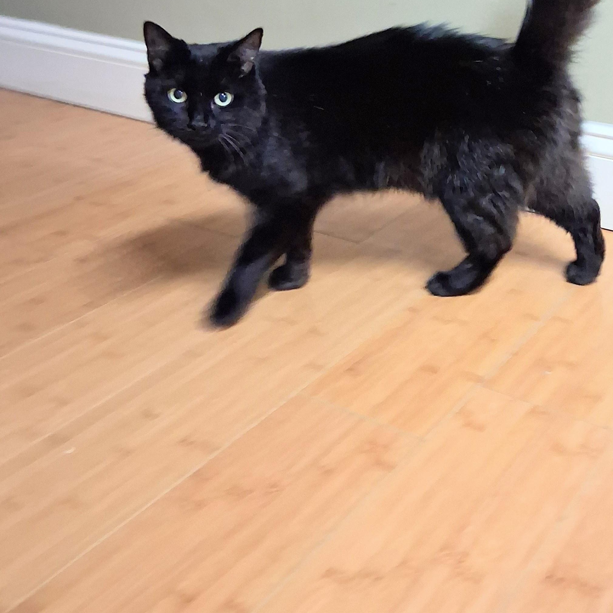 Enlarge Ruby, an adopted Domestic Long Hair in Knoxville, TN image 6/6