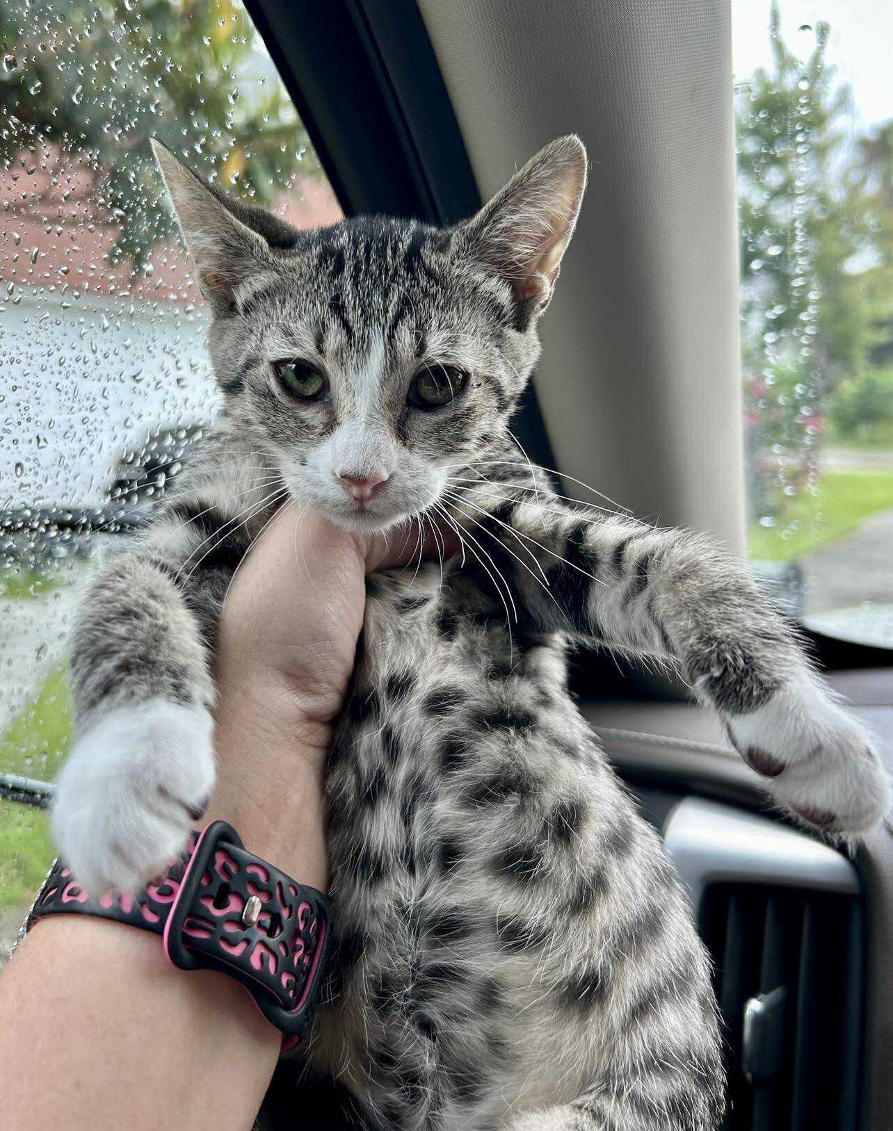 Donnie, Adopted, Young Male Domestic Short Hair.