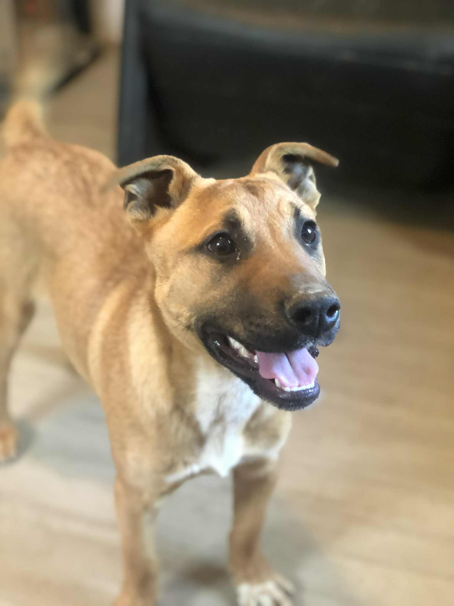 Flop, adoptable, Young Male Australian Cattle Dog / Blue Heeler & German Shepherd Dog.