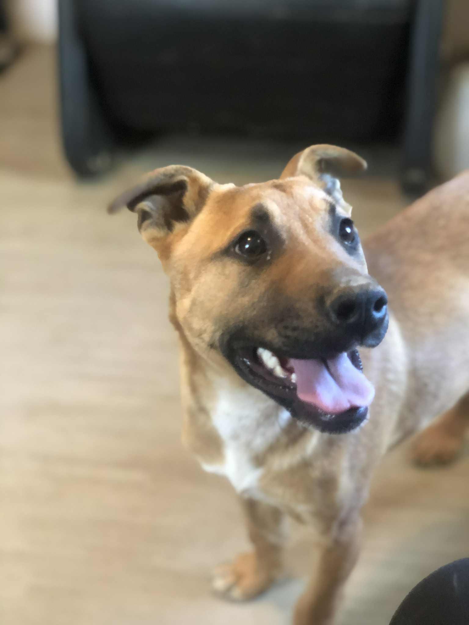 Enlarge Flop, an adoptable mixed breed in Campton, KY image 2/3