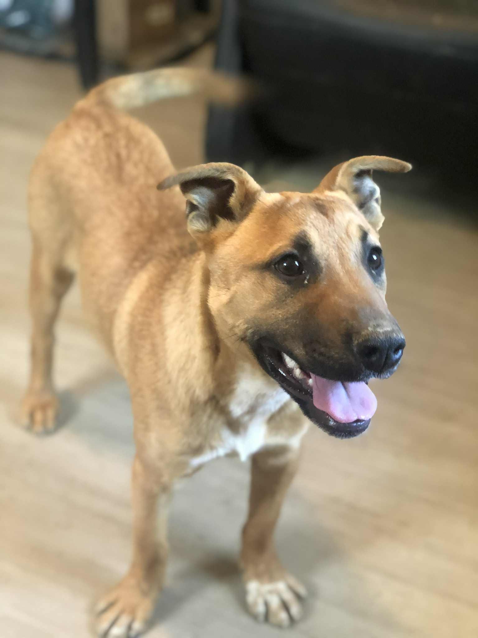 Enlarge Flop, an adoptable mixed breed in Campton, KY image 3/3