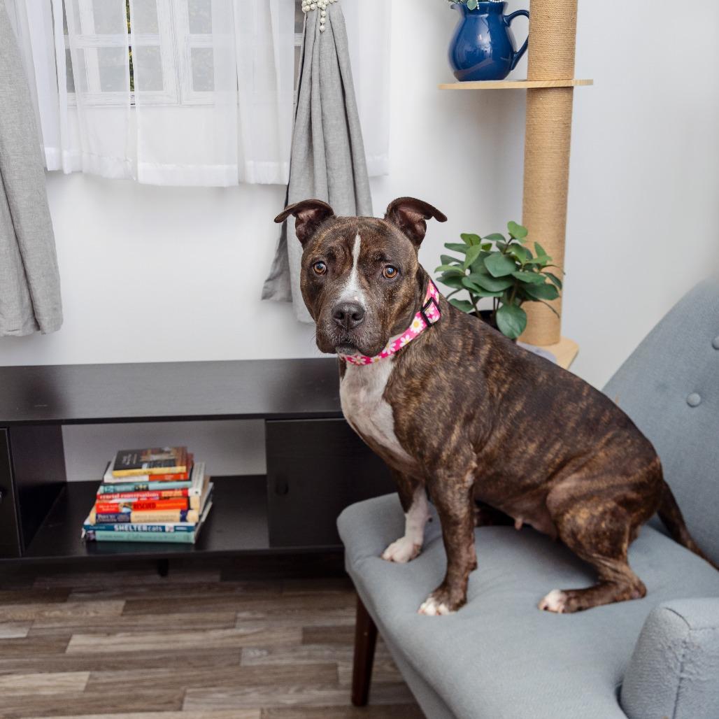 Laluna, a Adoptable mixed breed in League City, TX image 2/2